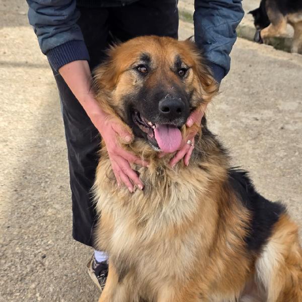 Panko, un coccolone da adottare Foto 2